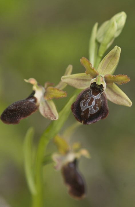 ophrys pseudoatrata in Lucania